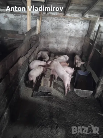 Малки прасенца за угояване., снимка 4 - Прасета - 55405937