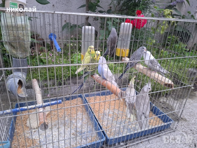 Продавам млади вълнисти папагали , снимка 4 - Папагали - 54910450