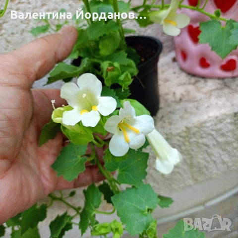 азарина и акалифа