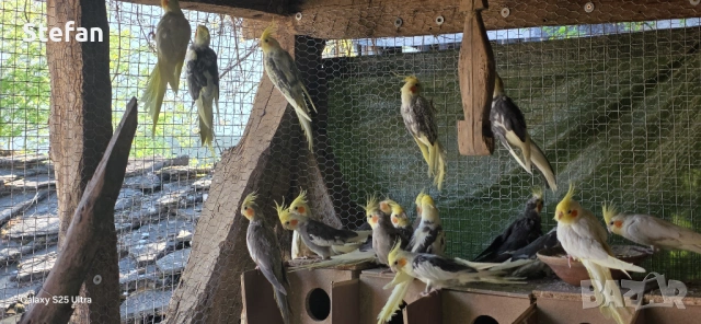 Корела, снимка 2 - Папагали - 54332042