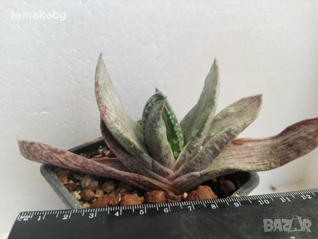 Гастерия (Gasteria cv. Isomatsu variegata), сукулентно растение