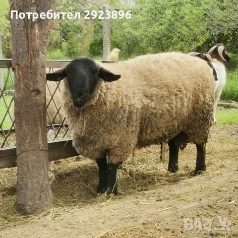 Миналогодишен Коч - Суфолк