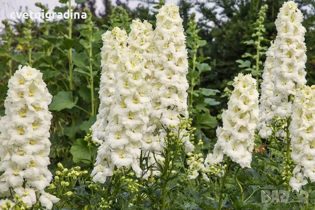 Delphinium ‘Sentinel Garden Creme’ (Делфиниум ‘Сентинел Гардън Крем’), снимка 2 - Градински цветя и растения - 55405514