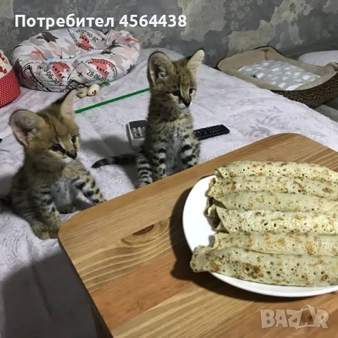 Предлагат се котки от породата сервал, каракал и савана., снимка 5 - Бенгалски - 55504401