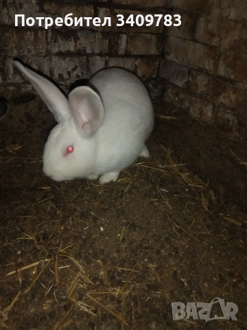 Работещ мъжки заек, снимка 2 - Други - 54015600
