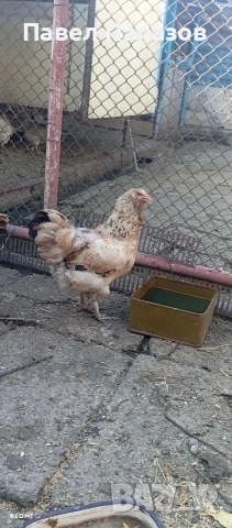 Продавам ярки араукана, снимка 5 - Кокошки и пуйки - 54918781