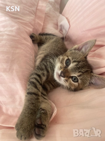 Котенце , снимка 4 - Други - 54705843