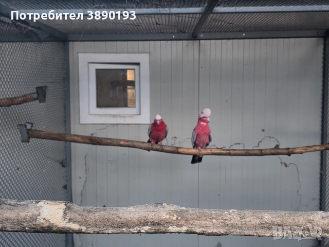 Двойка розово какаду 