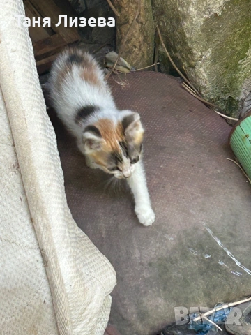 Малки котенца за осиновяване, снимка 5 - Други - 54745380