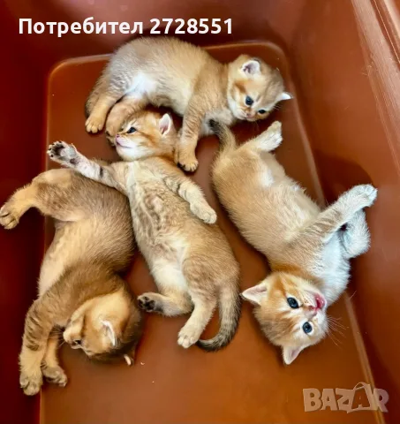 Британска късокосместа порода, 4 златисти котета, котка, домашни любимци, снимка 2 - Британска късокосместа - 55450451