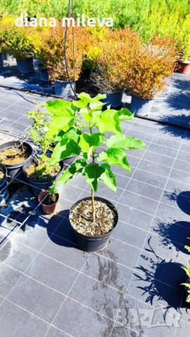 Каталпа, Catalpa bignonioides, снимка 6 - Градински цветя и растения - 54894868