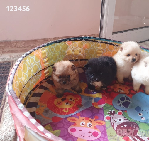 Померан шпиц , снимка 3 - Померан - 54074875