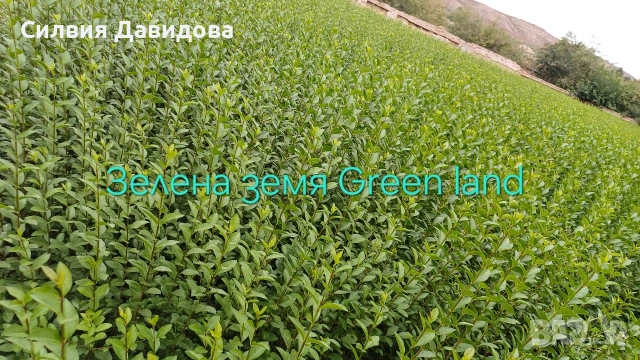 Лигуструм за жив плет , снимка 6 - Градински цветя и растения - 54008160
