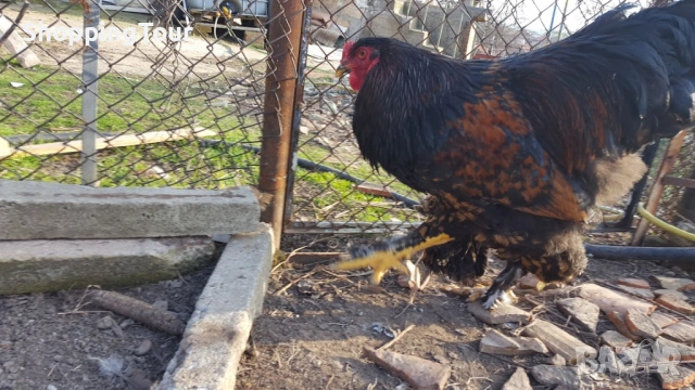 Брами ,яйца ,пилета и големите, снимка 2 - Кокошки и пуйки - 54263198