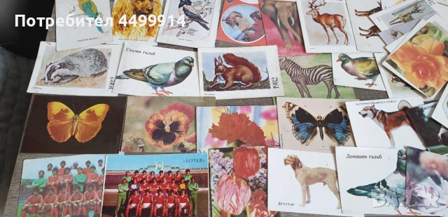 Календарчета -82 броя от 1983 до 1986 година, снимка 3 - Колекции - 54216771