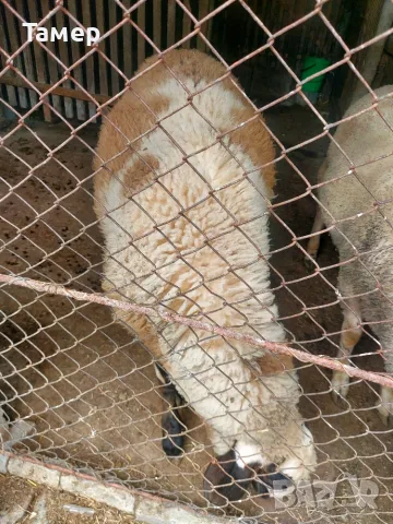 Продавам мъжко агне, снимка 3 - Овце - 55509380