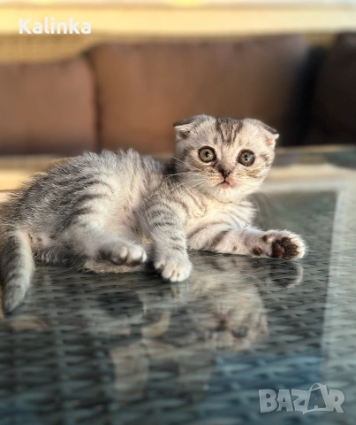 Мъжко шотландско клепоухо сребърно котенце , снимка 6 - Други - 55096948