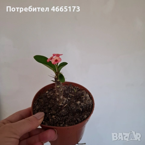 Стайно Цвете Исусов Венец, снимка 13 - Стайни растения - 54111064