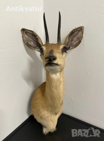 Красив трофей 