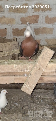 Продавам Архангели, снимка 5 - Гълъби - 54241623