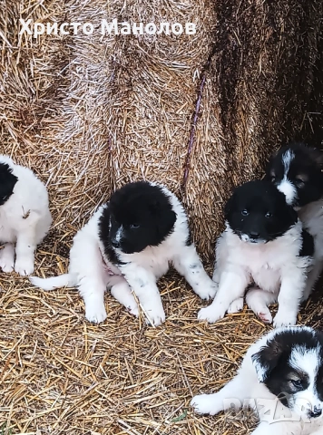 Каракачанско овчарско куче, снимка 12 - Каракачанска овчарка - 53652411