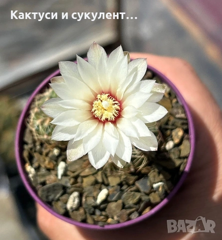 Кактус Gymnocalycium Sp Бял цвят, снимка 2 - Градински цветя и растения - 54960942