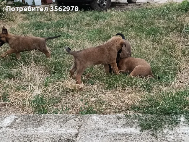Белгийски овчарки, малиноа , снимка 6 - Белгийска овчарка - 55431300