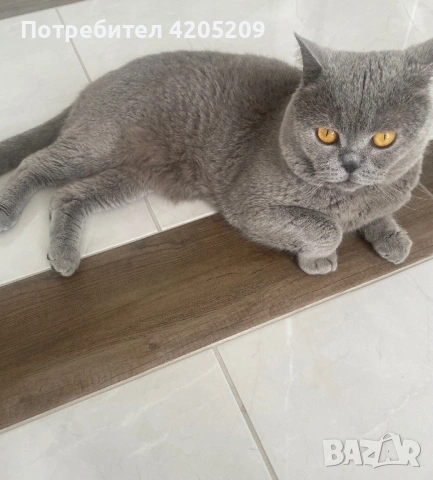 Британска котка, снимка 3 - Британска късокосместа - 54892011