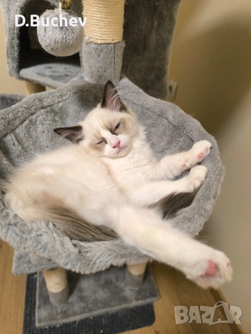 Ragdoll Cats / Регдол котенца , снимка 9 - Други - 55072600