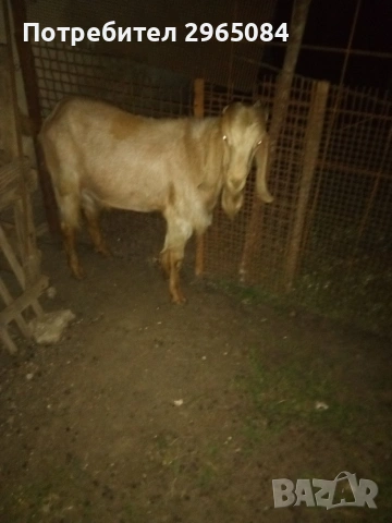Продавам англо-нубийски кози, снимка 2 - Кози - 55141955