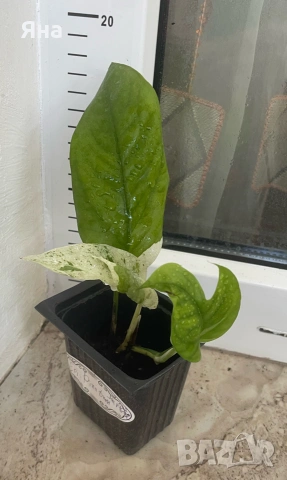 Epipremnum Pinatum Marble, снимка 3 - Стайни растения - 55282351