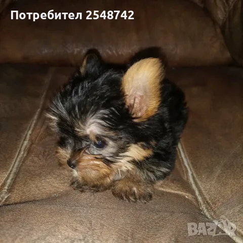 Мини Йорки.  . . , снимка 4 - Йоркширски териер - 55342352