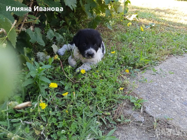 Подарявам, снимка 3 - Изгубени/намерени - 54984953