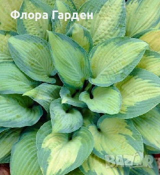 МНОГОГОДИШНИ ЦВЕТЯ, снимка 8 - Градински цветя и растения - 54703380