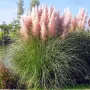 Пампаска трева розова, Cortaderia Sellona Roseа, снимка 1