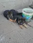 немска овчарка ...., снимка 4