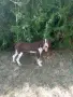 Спрингер мъжки на 6 месеца , снимка 2