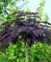 Албиция „Летен шоколад“ (Albizia julibrissin ‘Summer Chocolate’), снимка 1