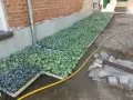 Продавам разсад Зеле Марлу ф1, снимка 2