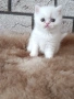 Женско котенце 🐈, снимка 7