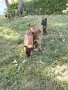 Малки кученца белгийска овчарка , снимка 4