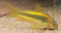 Сомче, сомче corydoras gold laser, gold stripe, снимка 7