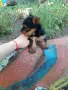 Мини Йорки.  . . , снимка 4