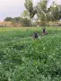 Белгийски овчарки , снимка 10