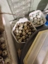 пъдпъдъчи яйца за люпене или консумация , снимка 3