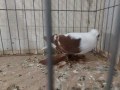 саксонски чайки , снимка 5