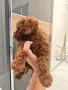 Момчета Той Пудел , снимка 2