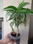 Драцена, dracena Reflexa, снимка 3