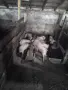 Малки прасенца за угояване., снимка 4
