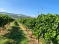 Продавам висококачествено винено грозде – сорт МЕРЛО, снимка 1
